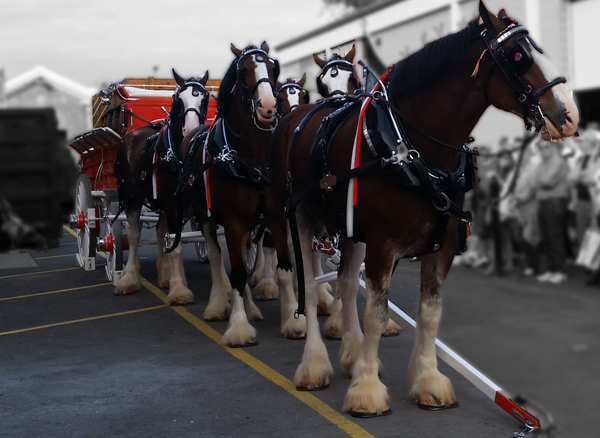 Clydesdale horses