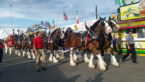 Clydesdale horses