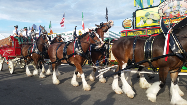 Clydesdale horses