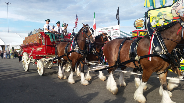 Clydesdale horses