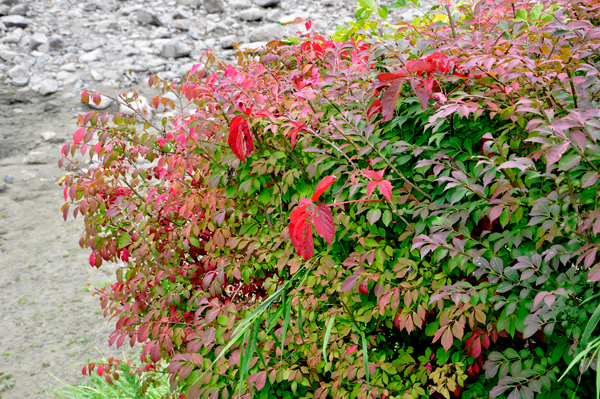 a bush changing colors