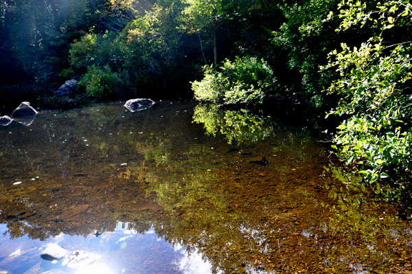 water, trees and nature's beauty