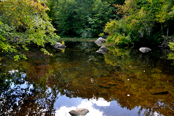 water, trees and nature's beauty