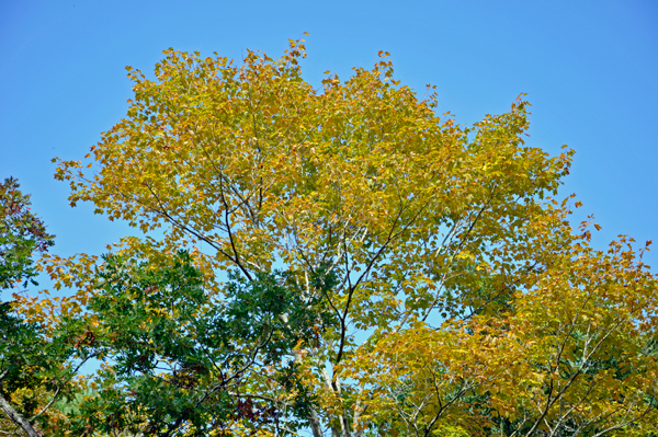 autumn colors