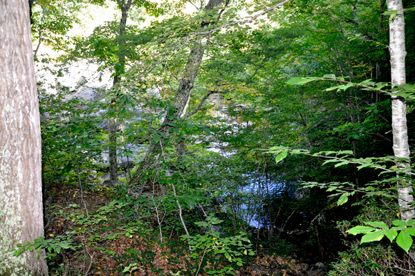 trees and a small stream