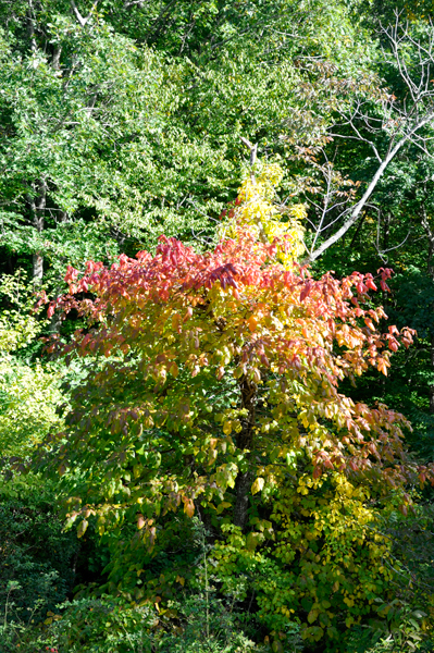 colorful tree