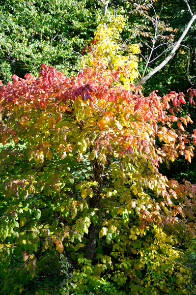 colorful tree