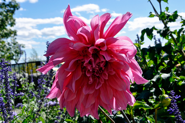 a flowere behind Gillette's Castle