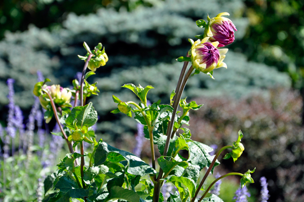 floweres behind Gillette's Castle