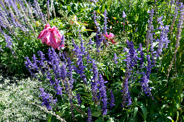 floweres behind Gillette's Castle