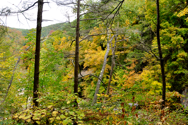 fall foliage