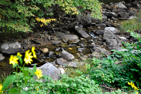 flowers and a stream