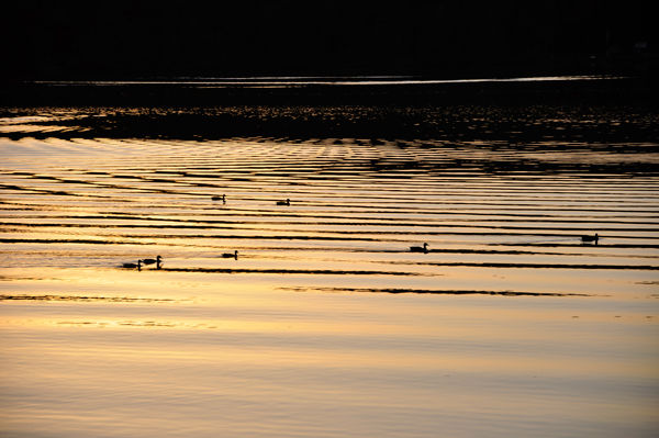 ducks on Mossup Lake