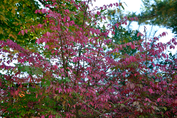 a pink tree