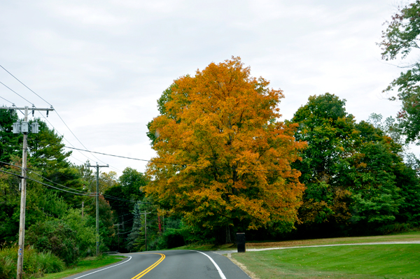 Autumn Colors