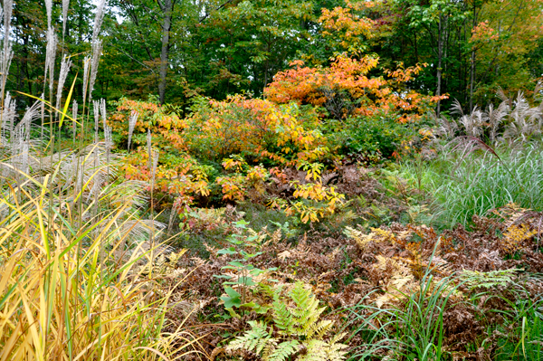 Autumn Colors