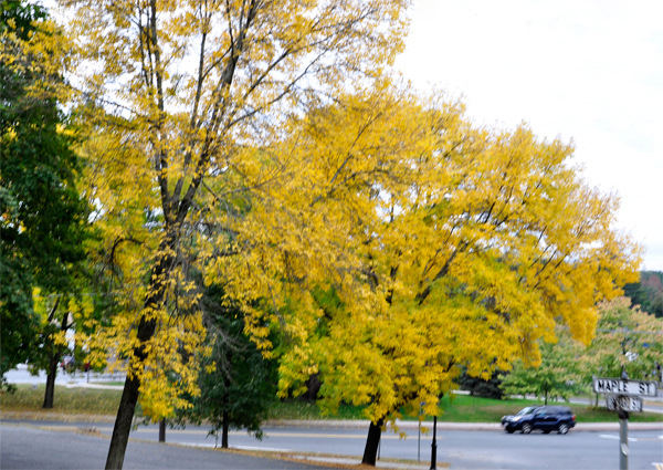 a pretty fall tree