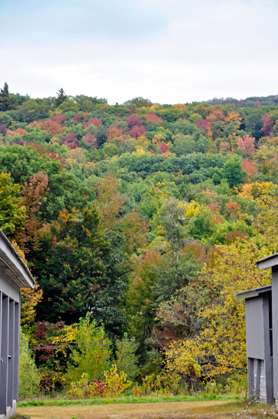 fall foliage on Jacob's Ladder Scenic Byway