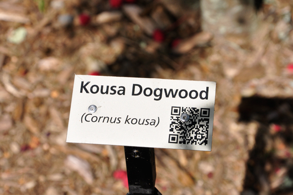 Kousa Dogwood label