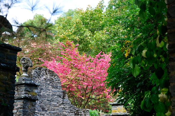 red tree