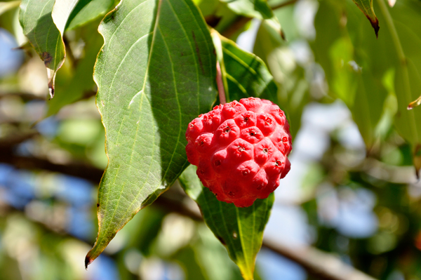 Kousa Dogwood berry