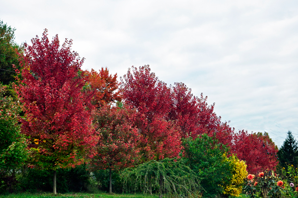 fall foliage in Pennsylvania 