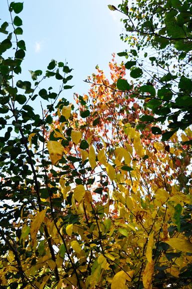 fall foliage in Pennsylvania 