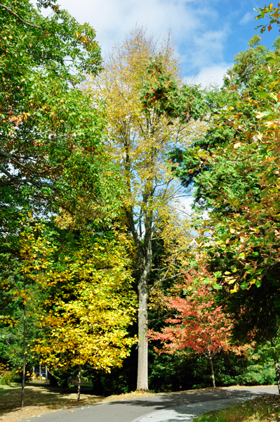 fall foliage in Pennsylvania 