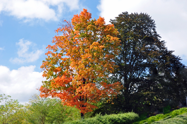 fall foliage in Pennsylvania 