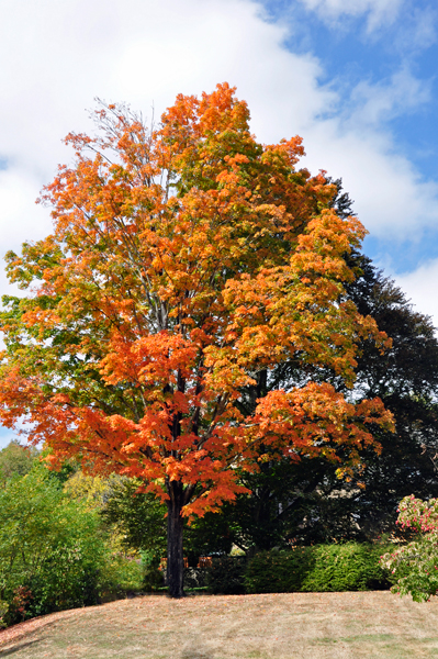 fall foliage in Pennsylvania 