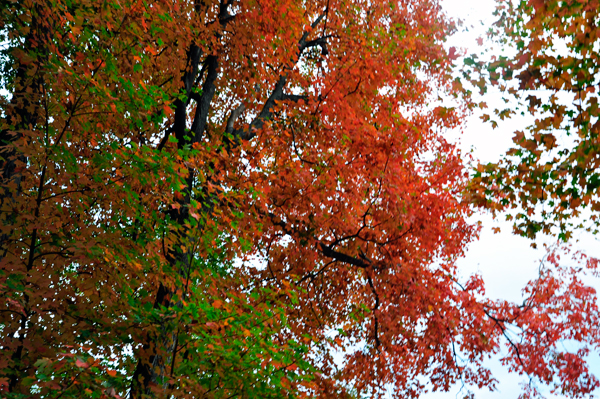 a nice red tree