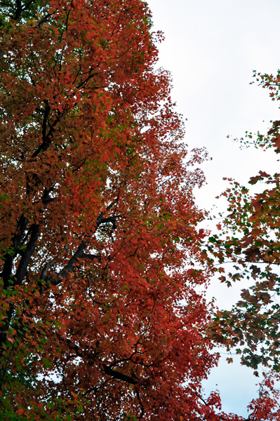 a colorful tree at River Beach Campsites