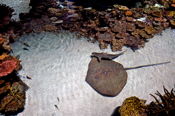 a really BIG stingray