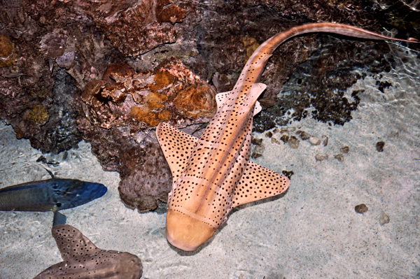 Zebra Shark