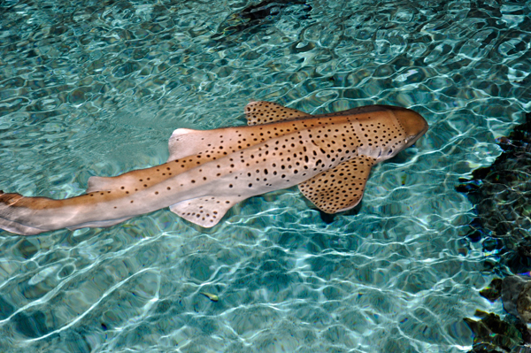 Zebra Shark