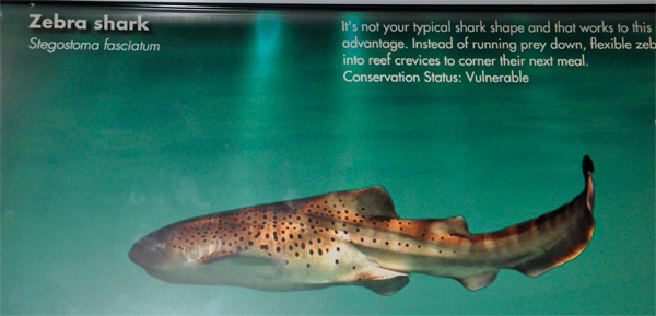 Zebra Shark information