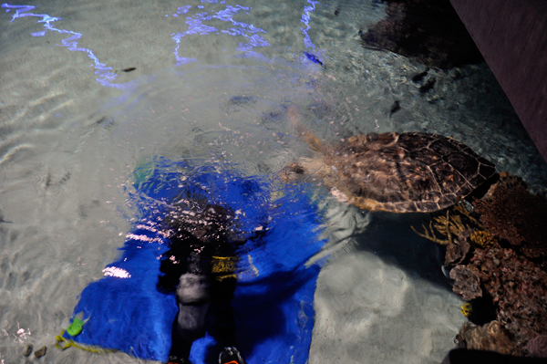 diver feeding turtle