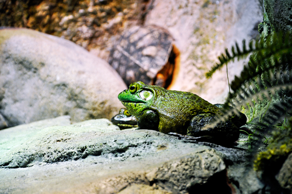 two frogs and a turtle