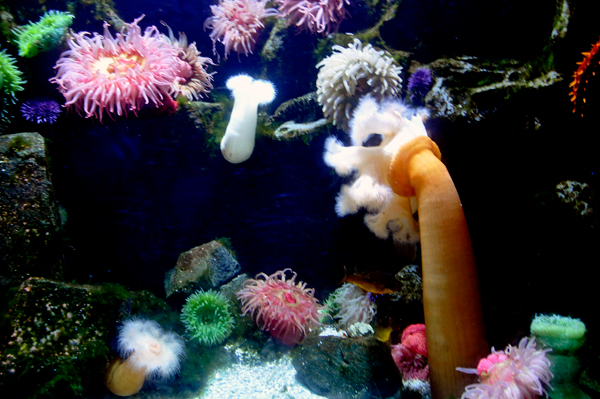 Different types of sea urchins, and anemone