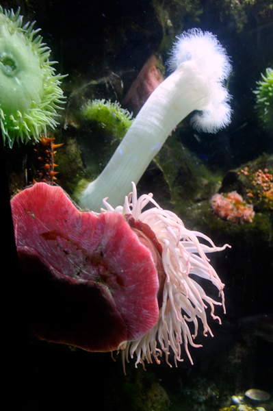 Different types of sea urchins, and anemone