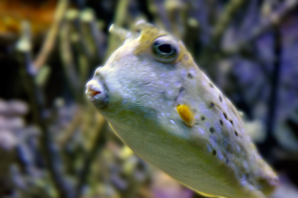 Longhorned cowfish 