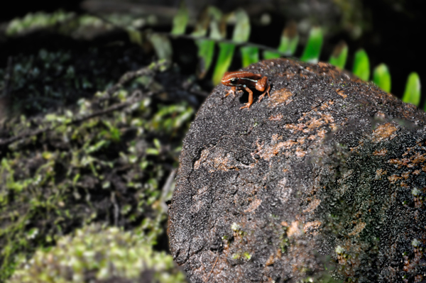 poisonous frog