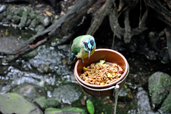 bird feeding