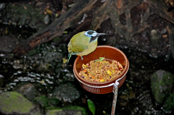 bird feeding