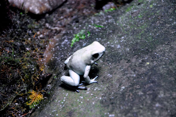 Terrible Poison Dart Frog