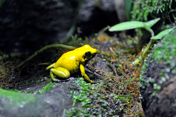 Golden Poison Dart Frog