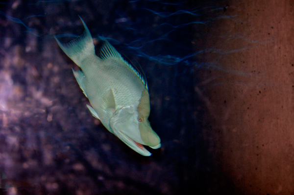 fish
