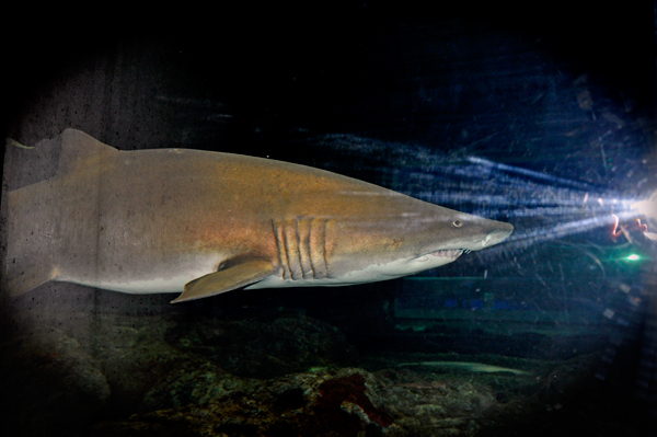 sand tiger shark