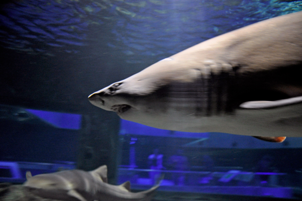 sand tiger shark