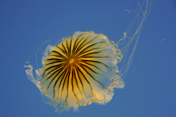 jellyfish